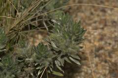 Xiphotheca lanceolata