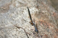 Pseudagrion furcigerum