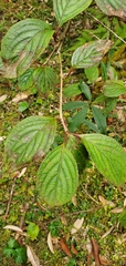 Viburnum erubescens