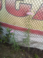 Achillea millefolium