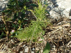 Eupatorium capillifolium