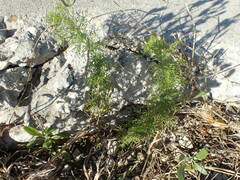 Eupatorium capillifolium