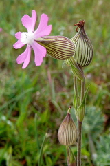 Silene conica
