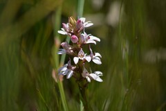 Satyrium rhynchanthum
