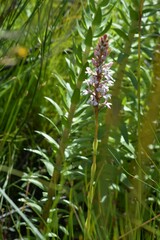 Satyrium rhynchanthum