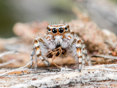 Pseudomogrus dalaensis