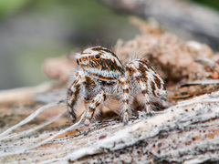 Pseudomogrus dalaensis