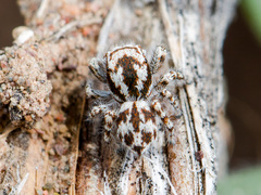 Pseudomogrus dalaensis