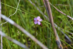 Drosera