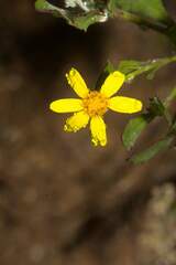 Osteospermum ciliatum