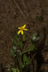 Osteospermum ciliatum