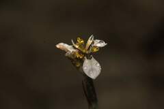 Moraea tricuspidata