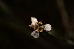 Moraea tricuspidata