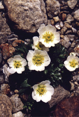 Ranunculus glacialis