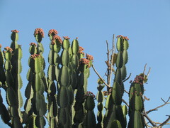 Euphorbia abyssinica