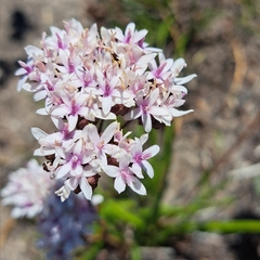 Corymbium villosum