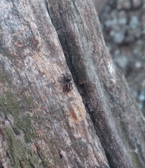 Dendryphantes