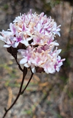 Corymbium villosum