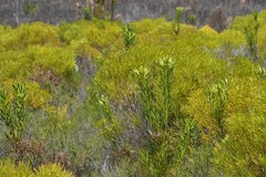 Leucadendron platyspermum