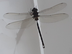 Gynacantha basiguttata