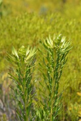 Leucadendron platyspermum