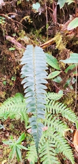 Polystichum nepalense