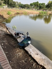 Cairina moschata domestica