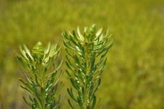 Leucadendron platyspermum
