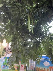 Cassia fistula