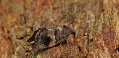 Oxytropha ametalla