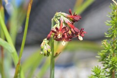 Codonorhiza micrantha