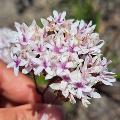 Corymbium villosum