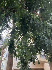 Cassia fistula
