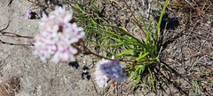Corymbium villosum