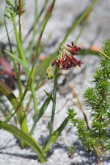 Codonorhiza micrantha