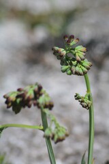 Codonorhiza micrantha