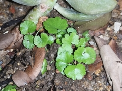 Hydrocotyle sibthorpioides