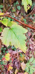 Neillia rubiflora