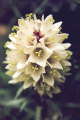 Campanula thyrsoides
