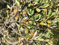 Leptospermum coriaceum