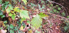 Neillia rubiflora