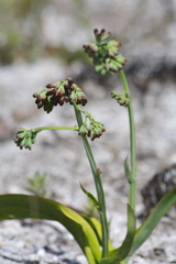 Codonorhiza micrantha