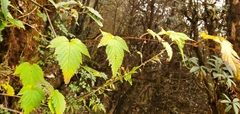 Neillia rubiflora
