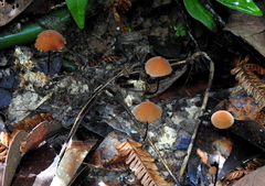 Marasmius