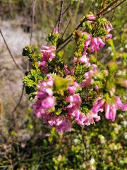 Erica daphniflora