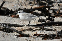 Charadrius marginatus