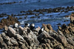 Phalacrocorax carbo lucidus