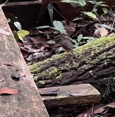 Pellorneum malaccense