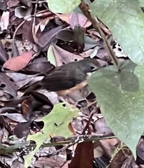 Pellorneum malaccense