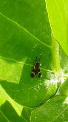 Dycladia